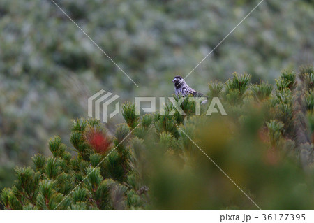 山頂のホシガラス 山頂のホシガラス 36177395