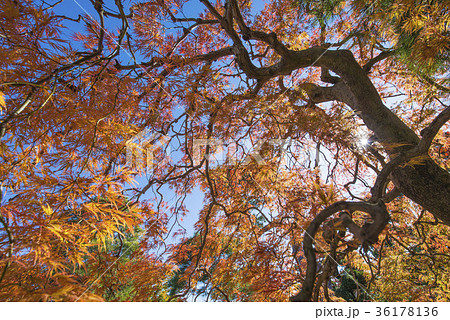 庭　紅葉２ 36178136