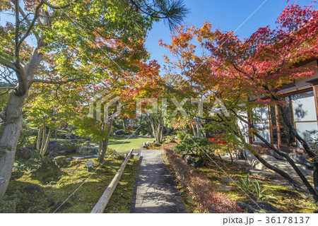 庭　紅葉３ 36178137