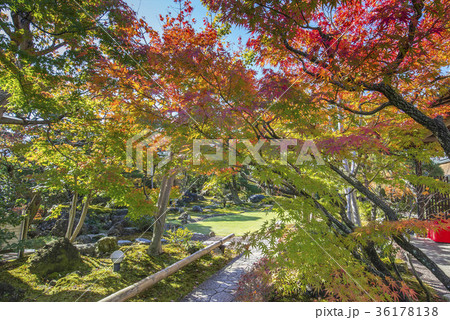 庭　紅葉４ 36178138