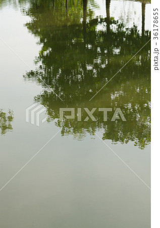 Shadow of Tree Reflect In Water of Natural Pond. Shadow of Tree Reflect In Water of Natural Pond. 36178655