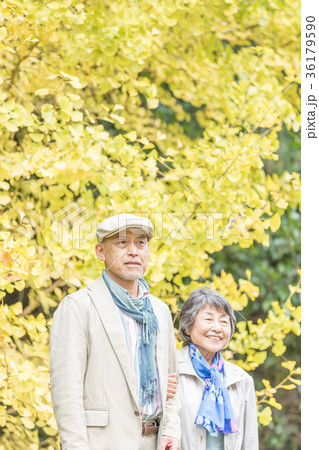 シニア　オシドリ夫婦　紅葉 36179590
