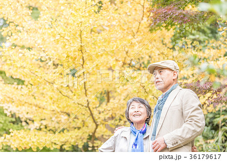 シニア　オシドリ夫婦　紅葉 36179617