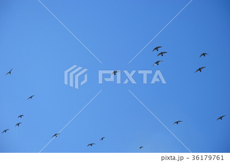 鳩の群れ 鳩 鳩の群れ 鳩 36179761