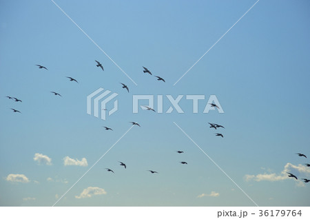鳩の群れ 鳩 鳩の群れ 鳩 36179764