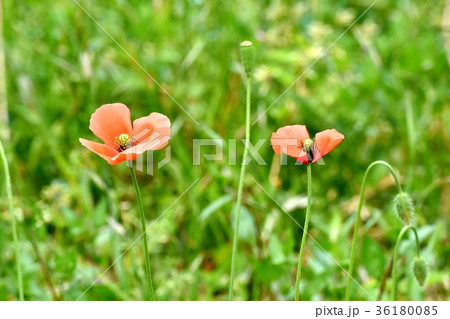 DSC_0075 東京三鷹の花 植物 三鷹中原に咲くオレンジのヒナゲシ 36180085