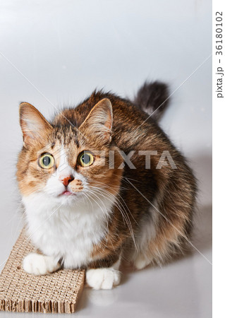 猫 爪とぎ 猫 爪とぎ 36180102