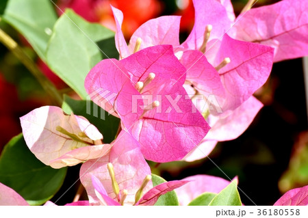 DSC_0104 東京三鷹の花 植物 三鷹中原に咲くピンクのブーゲンビリア 36180558