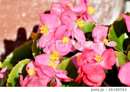 DSC_0116 東京三鷹の花 植物 三鷹中原に咲くピンクのベゴニア DSC_0116 東京三鷹の花 植物 三鷹中原に咲くピンクのベゴニア 36180563