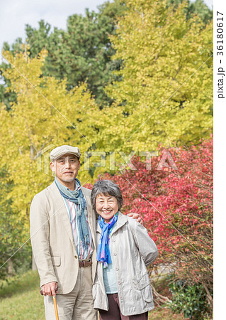 シニア オシドリ夫婦 紅葉 シニア オシドリ夫婦 紅葉 36180617
