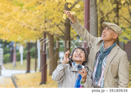 シニア　オシドリ夫婦　紅葉　 36180636