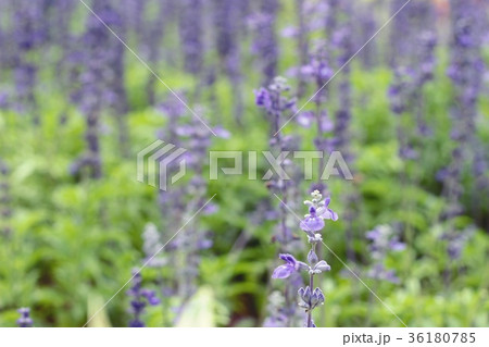 Purple salvia flowers at beautiful in garden. Purple salvia flowers at beautiful in garden. 36180785