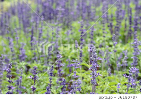 Purple salvia flowers at beautiful in garden. Purple salvia flowers at beautiful in garden. 36180787