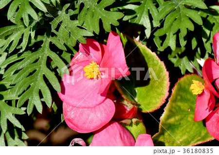 DSC_0144 東京三鷹の花 植物 三鷹中原に咲く朱色のベゴニア 36180835
