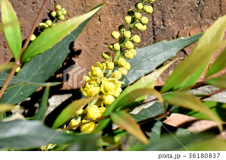 DSC_0164 東京三鷹の花 植物 三鷹中原に咲くホソバヒイラギナンテン 36180837