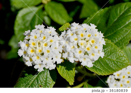 Dsc 0177 東京三鷹の花 植物 三鷹中原に咲く白色ランタナの写真素材