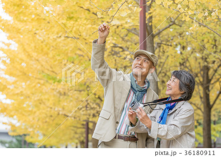 シニア　オシドリ夫婦　紅葉　 36180911