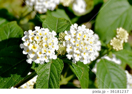 DSC_0189 東京三鷹の花 植物 三鷹中原に咲く白色ランタナ 36181237