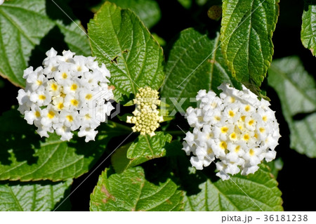 DSC_0192 東京三鷹の花 植物 三鷹中原に咲く白色ランタナ 36181238