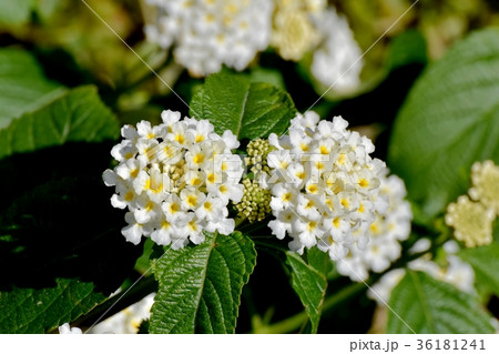 DSC_0198 東京三鷹の花 植物 三鷹中原に咲く白色ランタナ 36181241