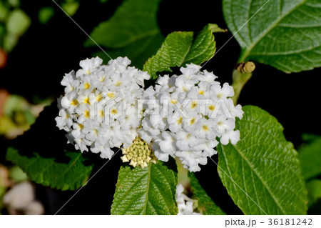 DSC_0200 東京三鷹の花 植物 三鷹中原に咲く白色ランタナ DSC_0200 東京三鷹の花 植物 三鷹中原に咲く白色ランタナ 36181242