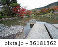 池 36181362