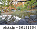池 36181364