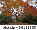 秋 36181365