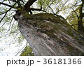 木 36181366