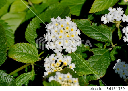 Dsc 0215 東京三鷹の花 植物 三鷹中原に咲く白色ランタナの写真素材