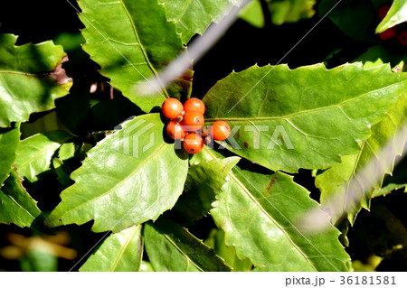 DSC_0246 東京三鷹の花 植物 三鷹中原になるセンリョウの実 36181581