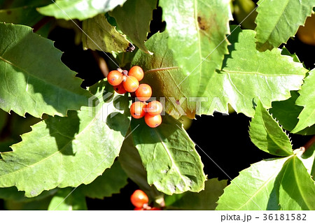 DSC_0252 東京三鷹の花 植物 三鷹中原になるセンリョウの実 36181582