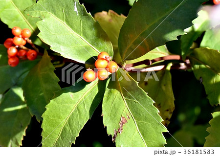 DSC_0253 東京三鷹の花 植物 三鷹中原になるセンリョウの実 36181583