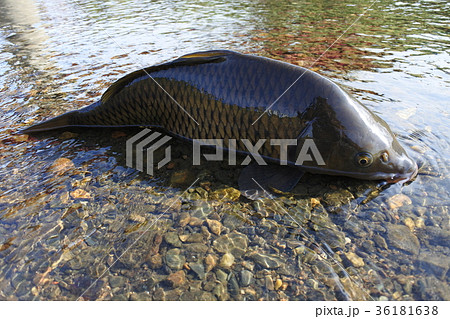 真鯉　鯉　こい　コイ 36181638