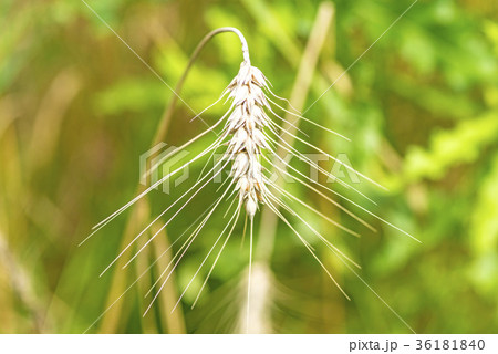 barley, head in a field 36181840