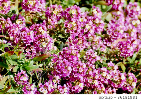 DSC_0531 東京三鷹の花 植物 三鷹中原に咲くアリッサム DSC_0531 東京三鷹の花 植物 三鷹中原に咲くアリッサム 36181981