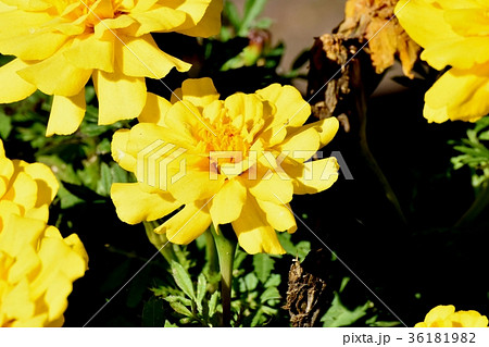 DSC_0539 東京三鷹の花 植物 三鷹中原に咲く黄色いマリーゴールド 36181982