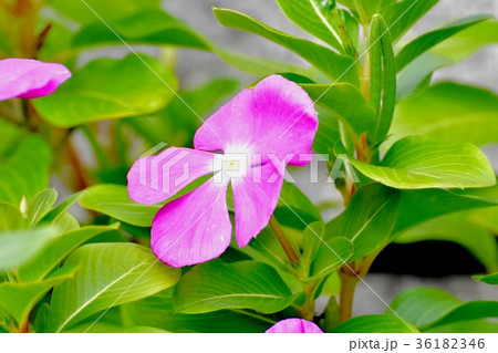 三鷹中原に咲くピンクのニチニチソウ 36182346