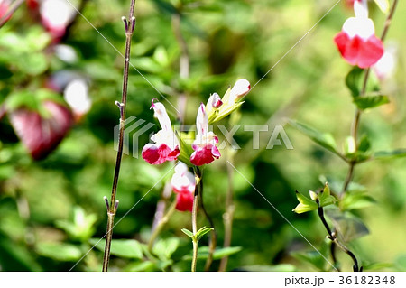DSC_1030 東京三鷹の花 植物 三鷹中原に咲く赤と白のサルビアミクロフィラ 36182348