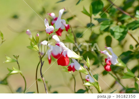 DSC_1063 東京三鷹の花 植物 三鷹中原に咲く赤と白のサルビアミクロフィラ DSC_1063 東京三鷹の花 植物 三鷹中原に咲く赤と白のサルビアミクロフィラ 36182350
