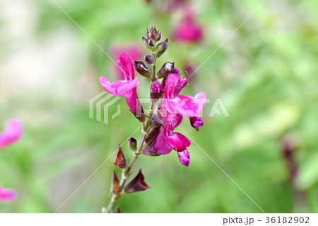 DSC_2605 東京三鷹の花 植物 三鷹中原に咲くピンクのサルビアミクロフィラ DSC_2605 東京三鷹の花 植物 三鷹中原に咲くピンクのサルビアミクロフィラ 36182902