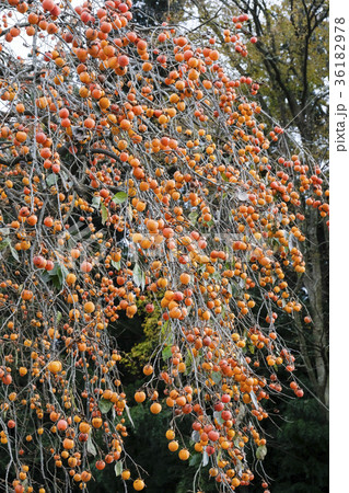 柿の木のある風景 36182978