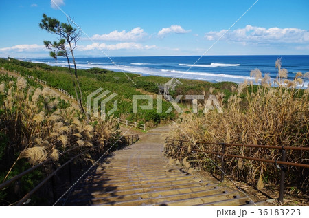 茨城県 鹿島灘海浜公園 茨城県 鹿島灘海浜公園 36183223