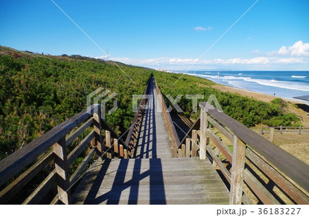鹿島灘海浜公園の道 鹿島灘海浜公園の道 36183227