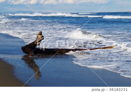 波に洗われる流木 36183231