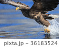 オジロワシ 36183524