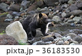 ヒグマ 36183530