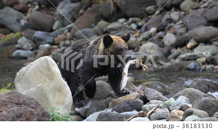 ヒグマ 36183530