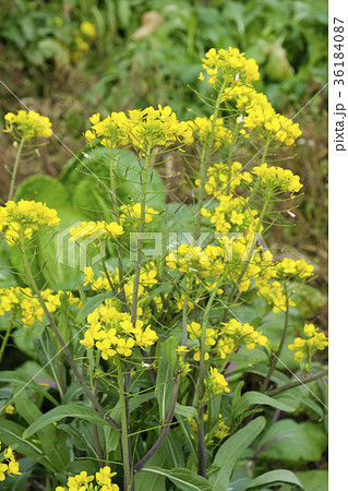 チンゲン菜の花 チンゲン菜の花 36184087