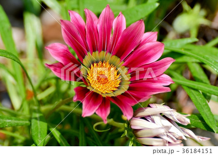 DSC_2674 東京三鷹の花 植物 三鷹中原に咲くガザニア 36184151